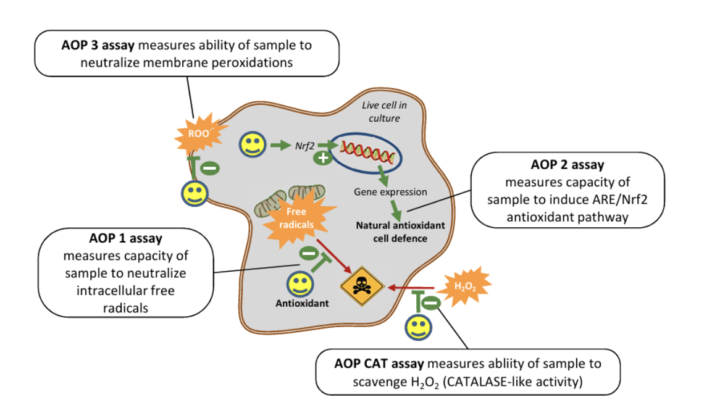 The four cellular assays AOP1, AOP2, AOP3 and AOP CAT mapped onto a living cell